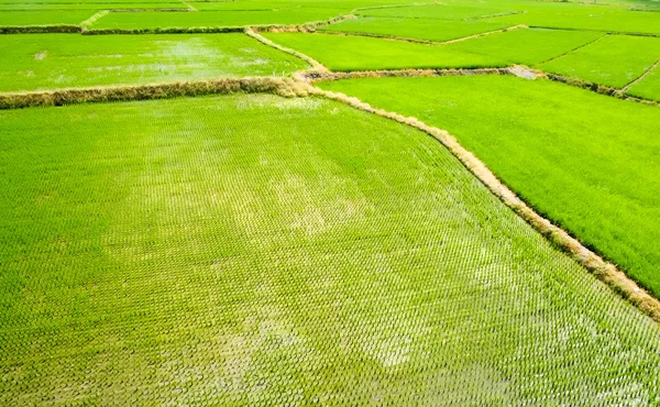 stock image Landscape of terraced field