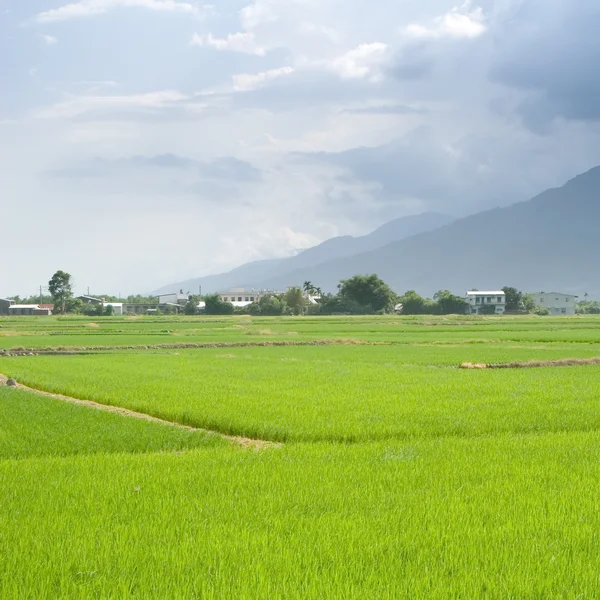 Landschaft von schönen grünen Bauernhof — Stockfoto