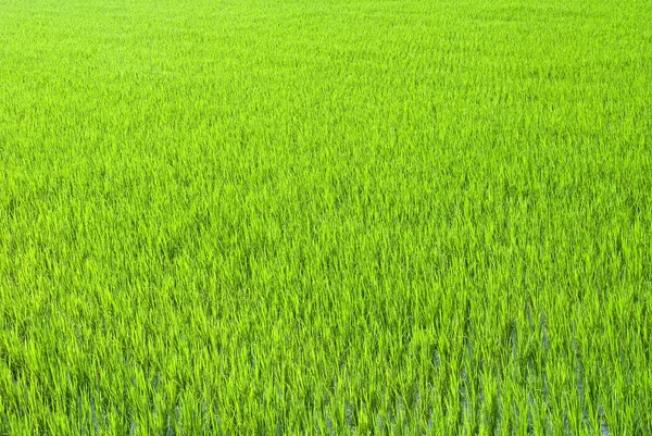 Красивая зеленая ферма — стоковое фото