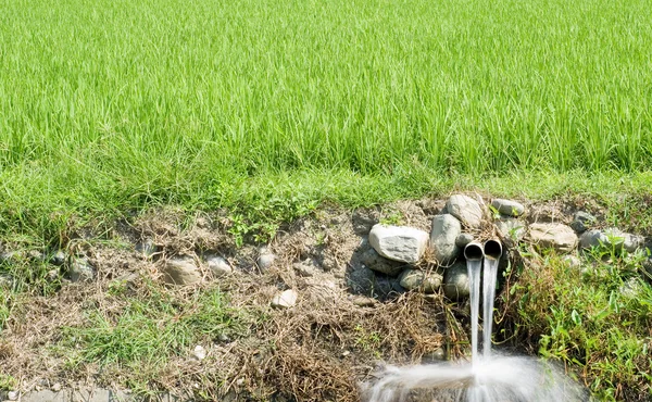 排污口和稻田 — 图库照片