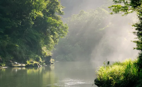 Güneş ışığı ile huzurlu orman — Stok fotoğraf