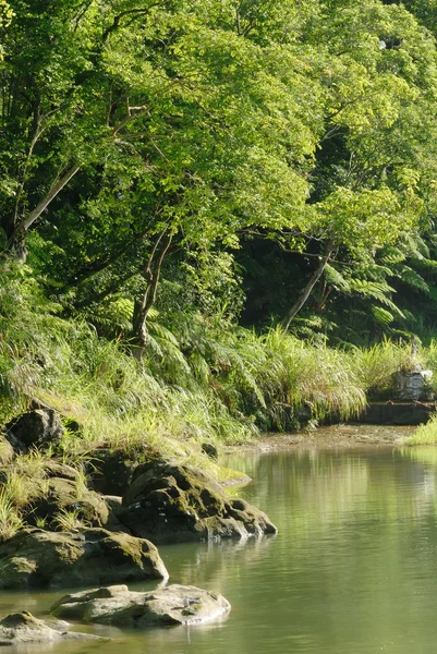 Nehir ile huzurlu orman — Stok fotoğraf