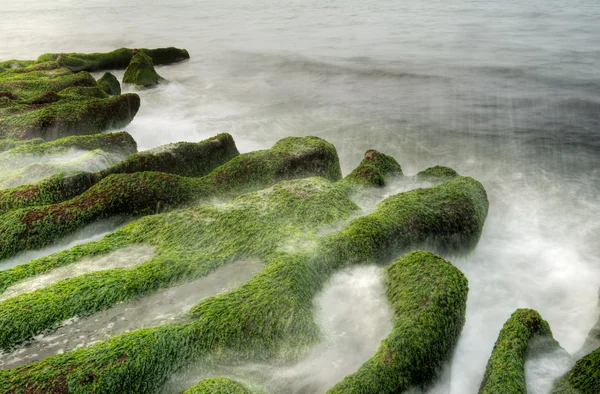 Paisagem de costa de algas marinhas — Fotografia de Stock