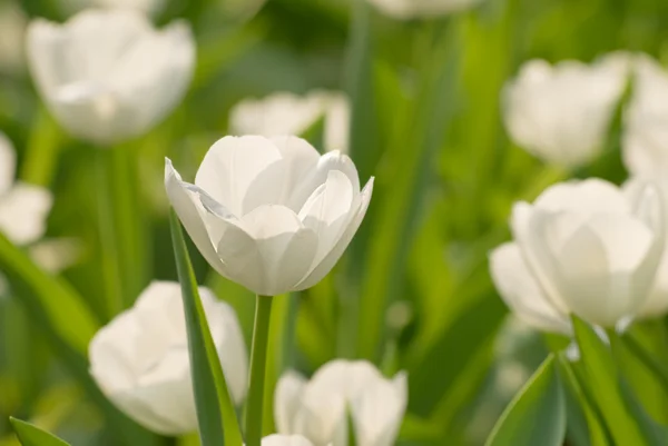 stock image Tulip