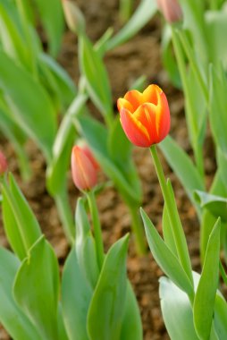 Orange tulip