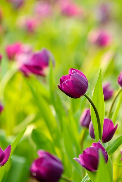 Stock image Purple tulips