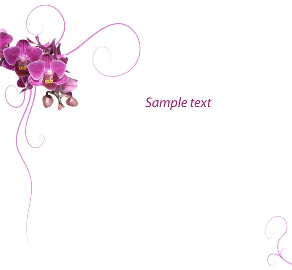 Orchidée violette fond romantique — Photo