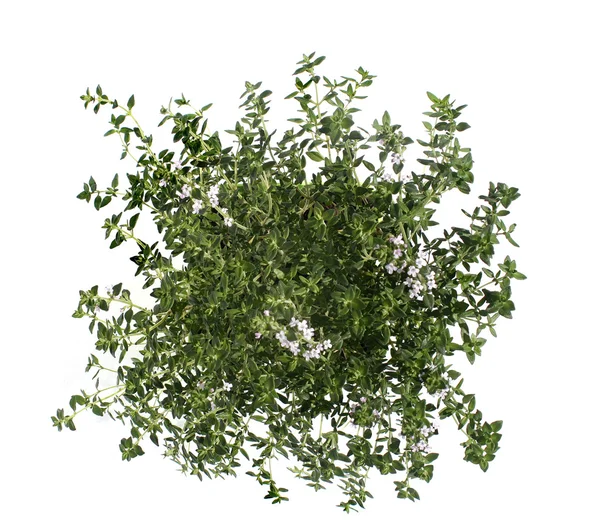 Thyme isolated on white — стоковое фото
