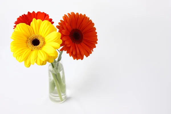 stock image Three beautiful flowers in a glass vase