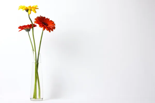 Три красивые цветы в стеклянной вазе — стоковое фото