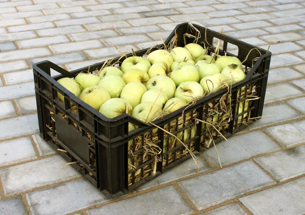 Appels in een plastic doos — Stockfoto