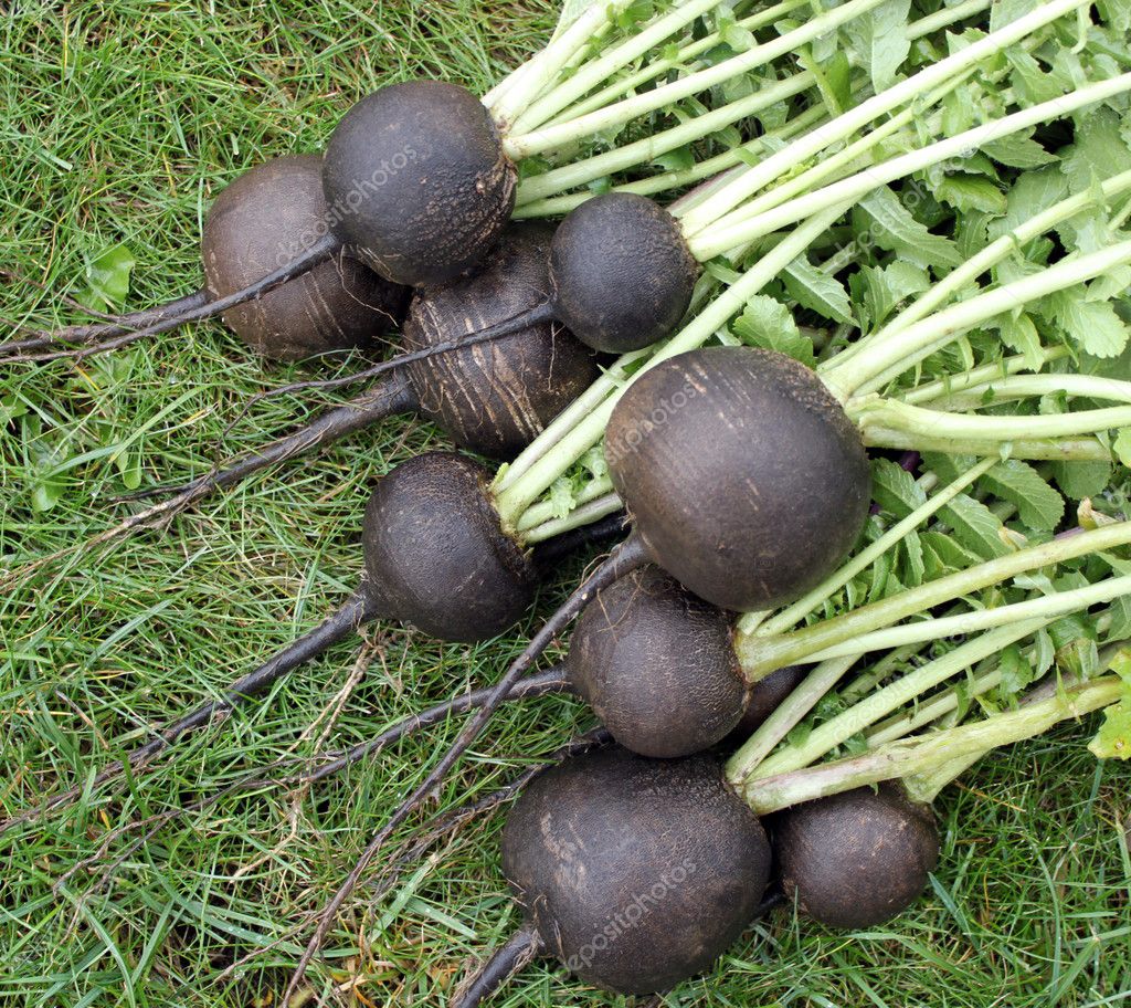 Black radish — Stock Photo © sever180 2201178