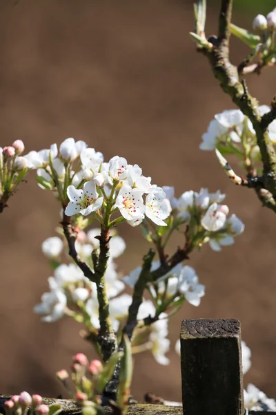 사과나무의 꽃 — 스톡 사진