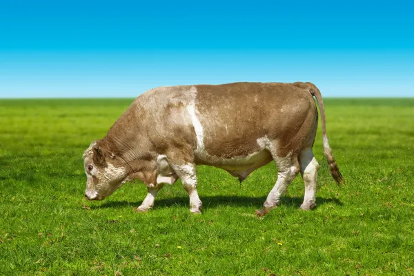 Big bull cow — Stock Photo, Image