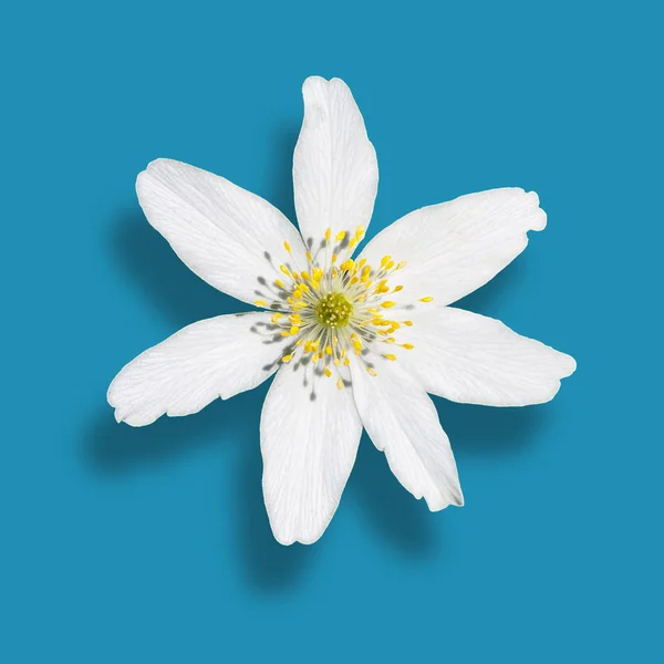 White anemone — Stock Photo, Image