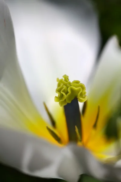 Fehér tulipán makró — Stock Fotó