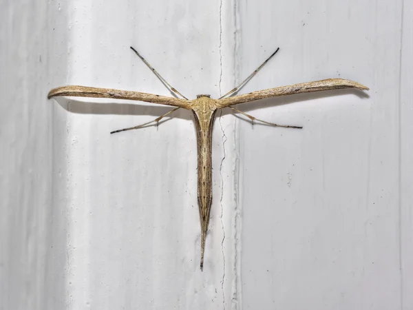 Moth — Stock Photo, Image