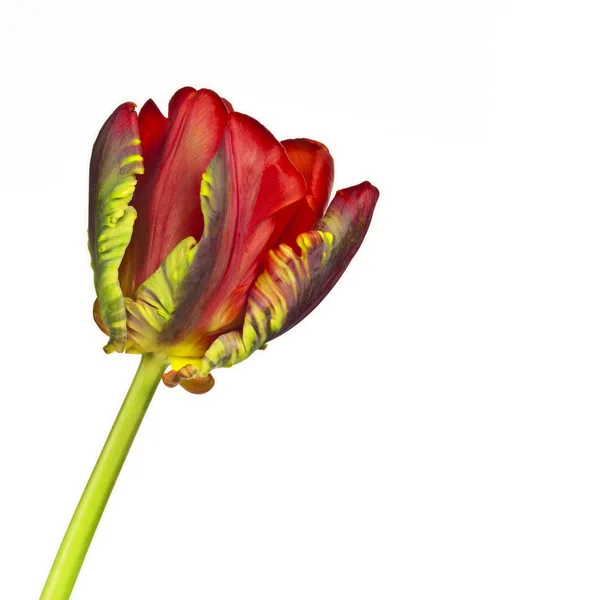 Rode tulip macro — Stockfoto
