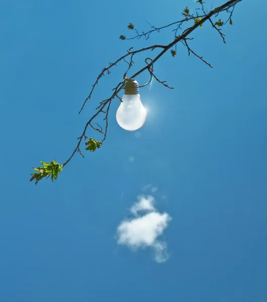 Lâmpada em uma árvore — Fotografia de Stock