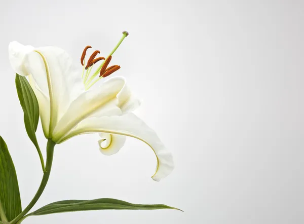 Witte lilly — Stockfoto