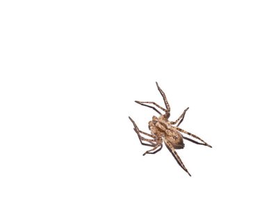 Spider clipart