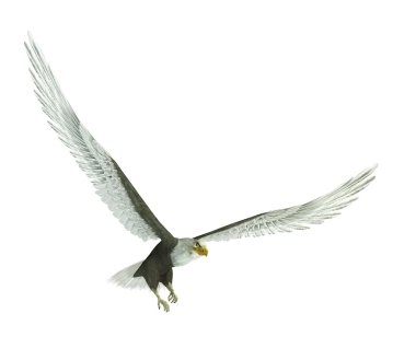 Eagle isolated clipart