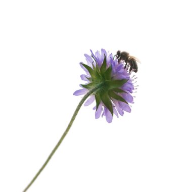 Bee on a flower clipart