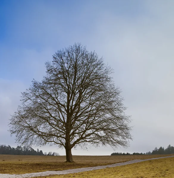Bezlistý strom — Stock fotografie