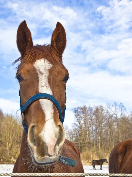 Koně — Stock fotografie