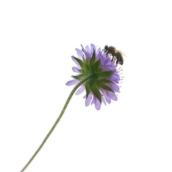 Bij op een bloem — Stockfoto