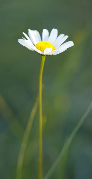 흰 꽃 — 스톡 사진