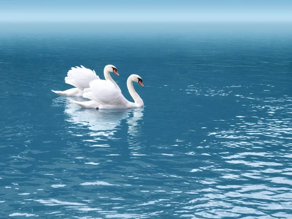 Två swan — Stockfoto