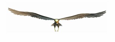 Flying eagle clipart