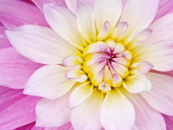 Rosa gelbe Blume — Stockfoto
