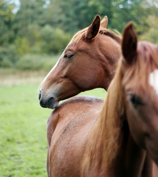 Bruin paarden — Stockfoto