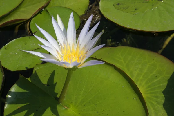 stock image Lotus