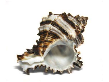 Sea shell clipart