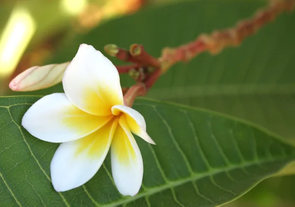 stock image White flower