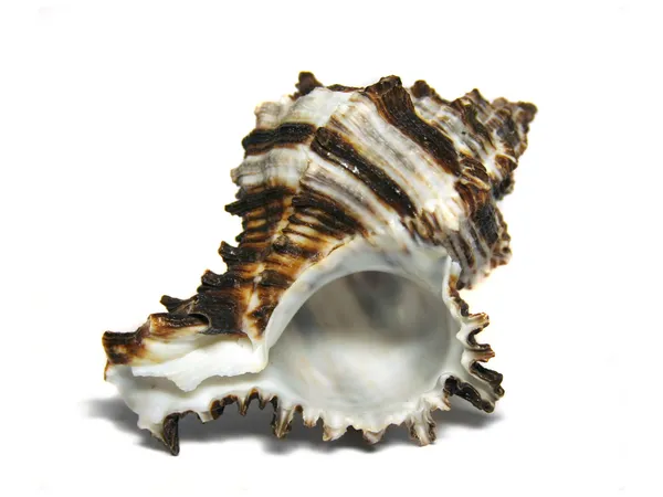 Stock image Sea shell