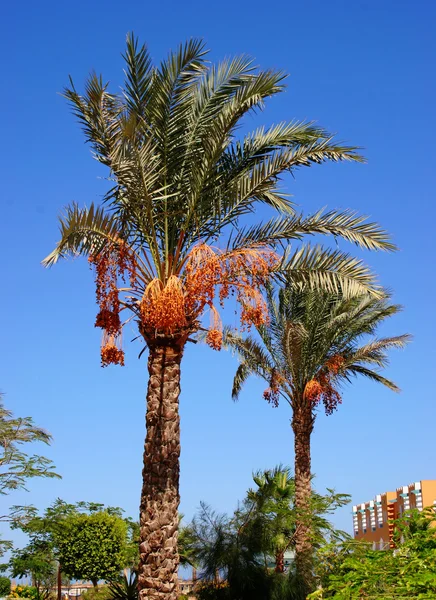 stock image Palm trees