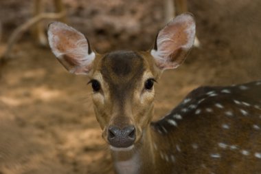 Fawn clipart