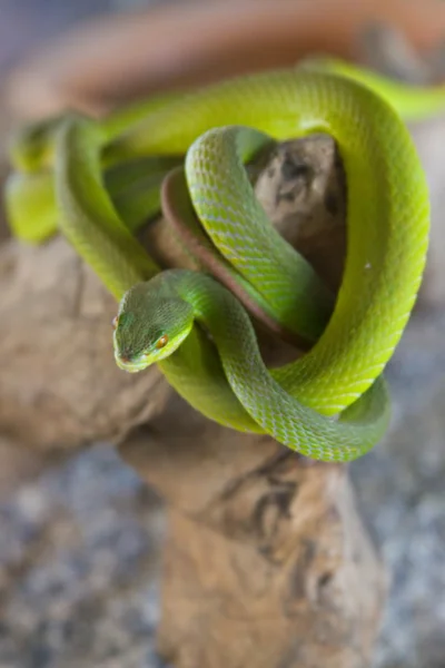 Wąż zielony — Zdjęcie stockowe