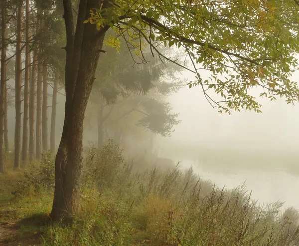 stock image Fog