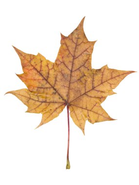 Autumn leaf clipart