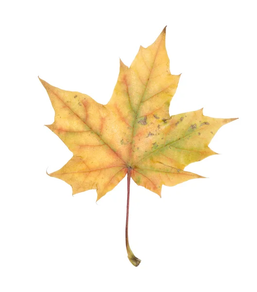 가 잎 — 스톡 사진