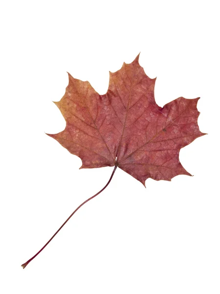 Φθινόπωρο φύλλα — Φωτογραφία Αρχείου