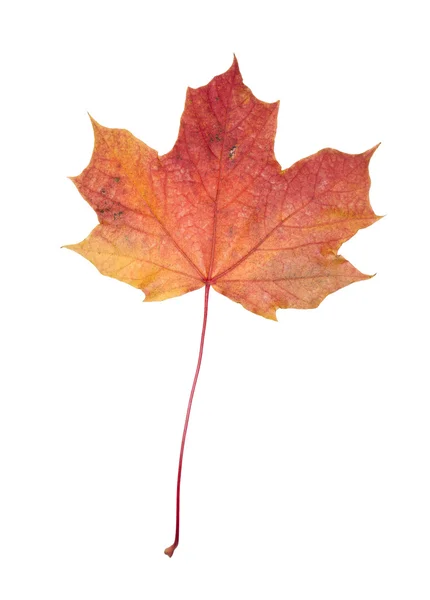 Φθινόπωρο φύλλα — Φωτογραφία Αρχείου