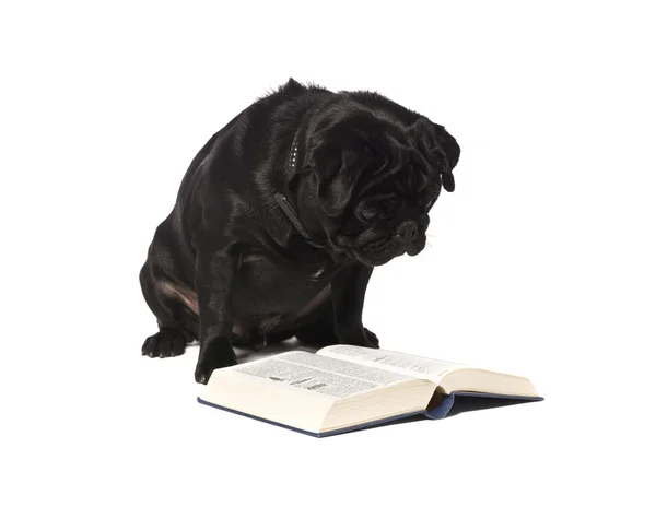 Kitap okurken köpek — Stok fotoğraf