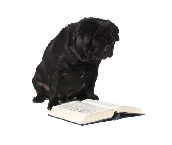 Pies czytanie książki — Zdjęcie stockowe