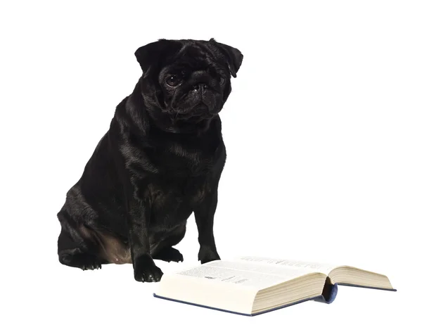 Kitap okurken köpek — Stok fotoğraf